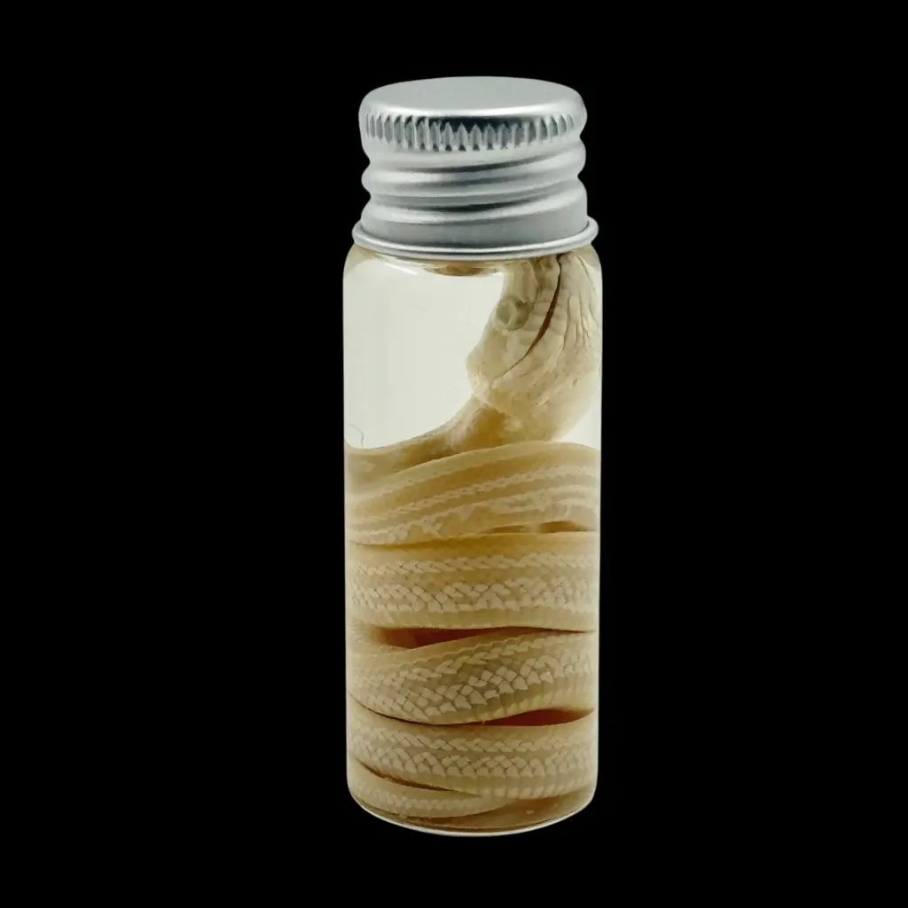 Coiled Silence - Preserved Snake in Glass Vial - preview photo 1123