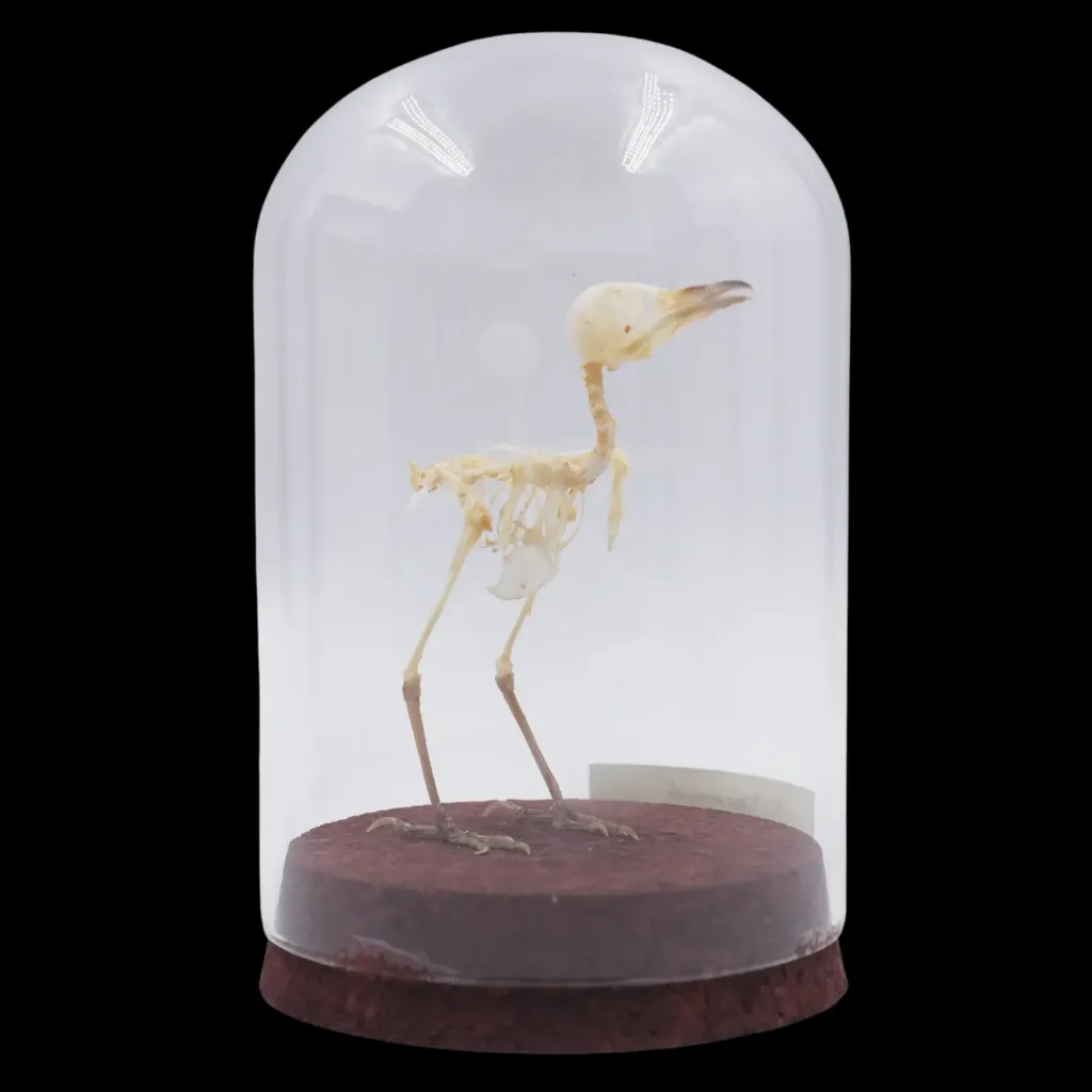 Prinia Inornata Skeleton in Glass Cloche – Delicate Testament to Nature’s Elegance - preview photo 2123