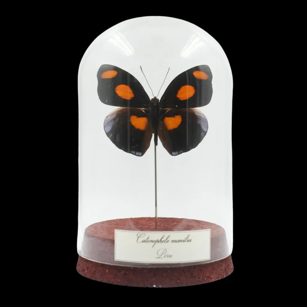 Catonephele numilia – The Sunset Jewel of Peru - preview photo 1123