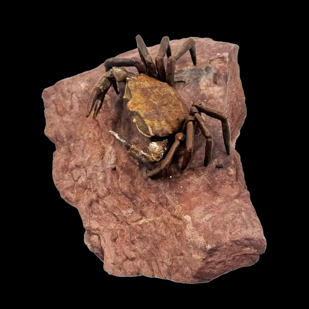 Fossilized Crab from the Oligocene Epoch (23–33 Million Years Ago) - preview photo 4123