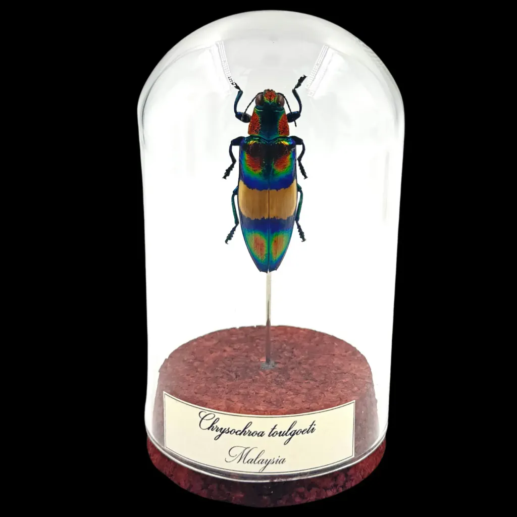 Gilded Wonder: Chrysochroa toulqoeti, Malaysia - preview photo 1123