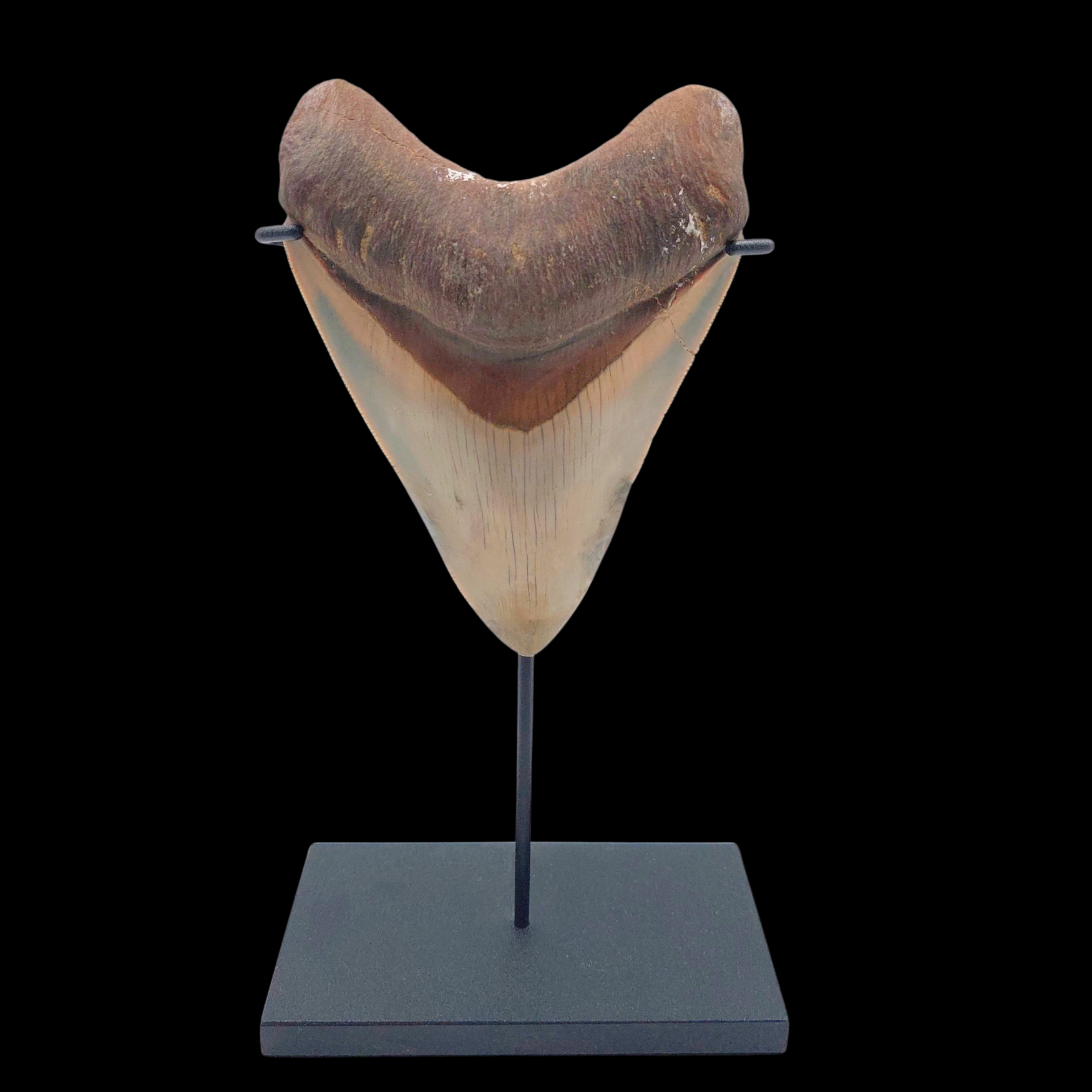 Megalodon Tooth, 73 g, h 9.5 cm, circa 13 mln years old - preview photo 1123