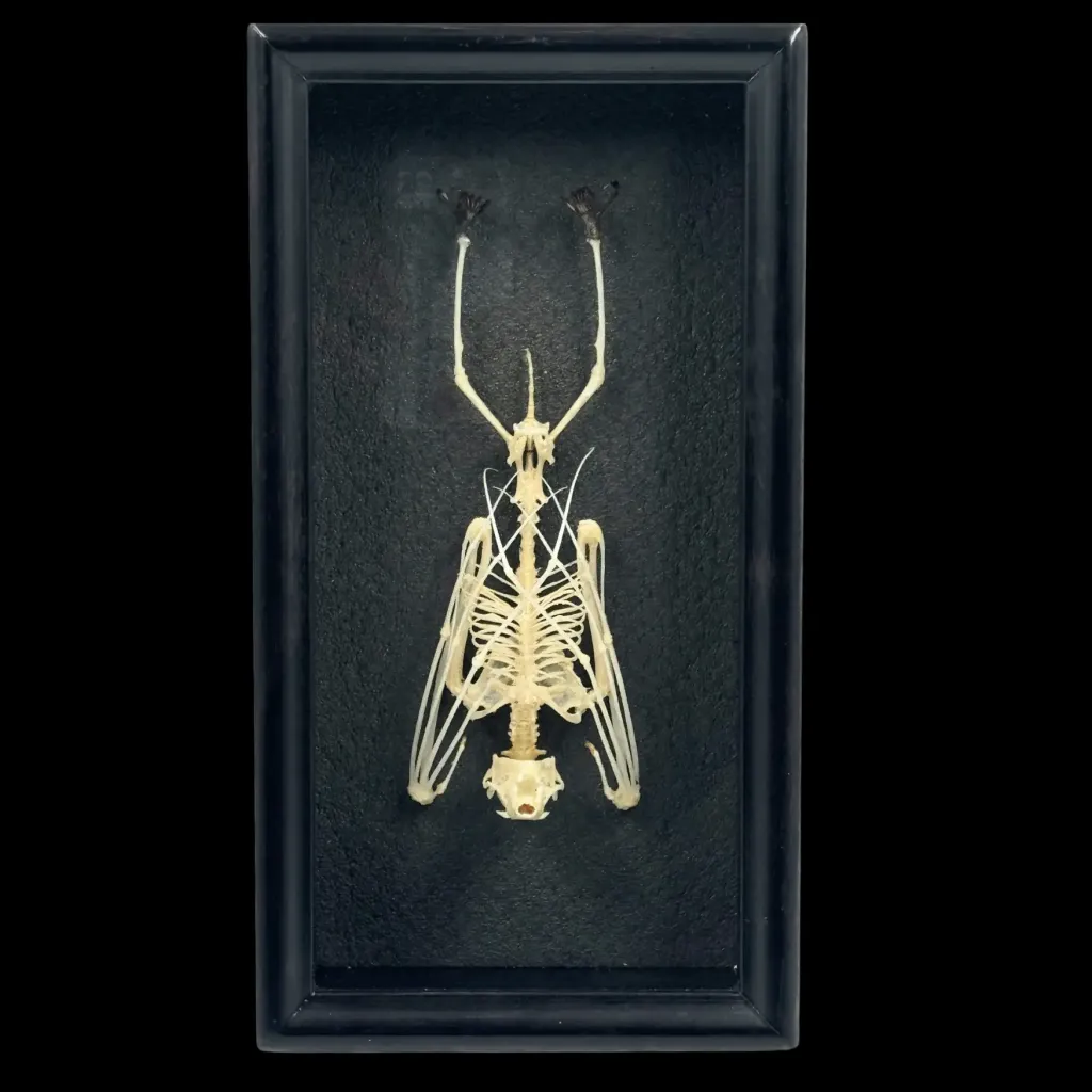 Skeleton of a Bat in a Wooden Frame – Delicate Tribute to Nocturnal Majesty - preview photo 2123