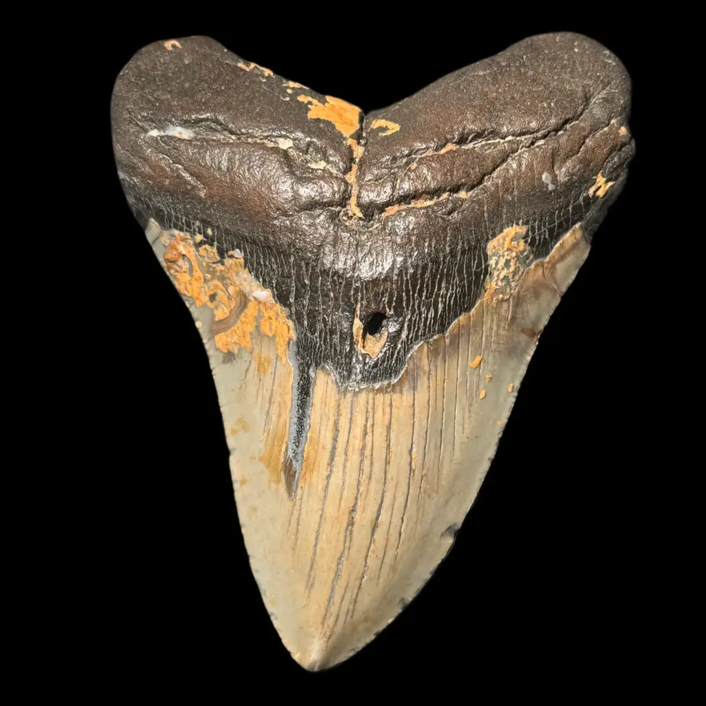 Fossilized Megalodon Tooth – 13 Million Years Old, Polished, 200g - preview photo 1123