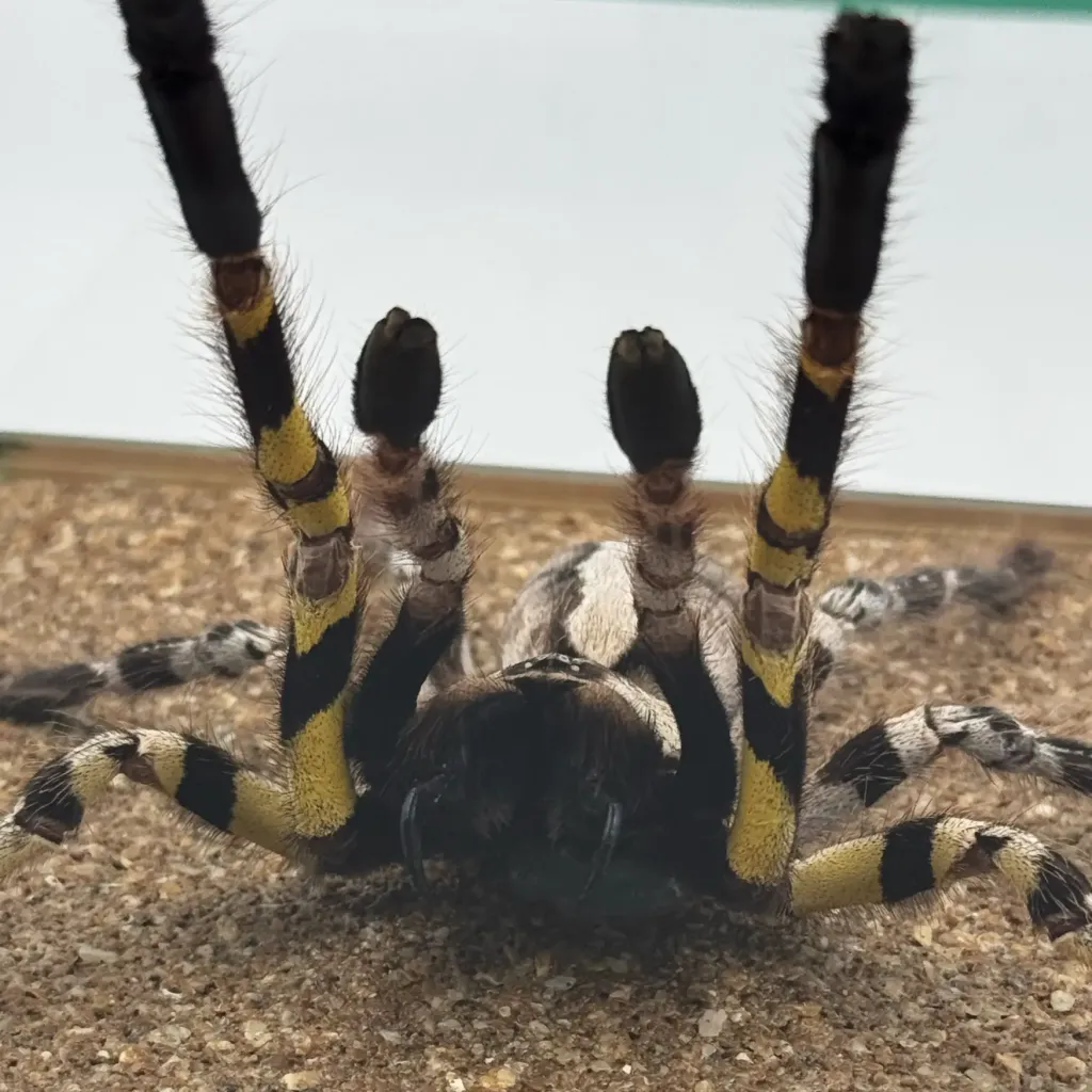 Rare Jumping Tarantula Poecilotheria regalis – A Deadly Beauty from India - preview photo 3123