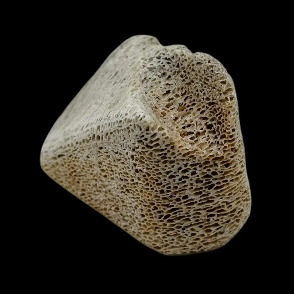 Bear Claw and Quartz Blade on Whale Bone - Tribal Symbol of Power and Craft - preview photo 3123