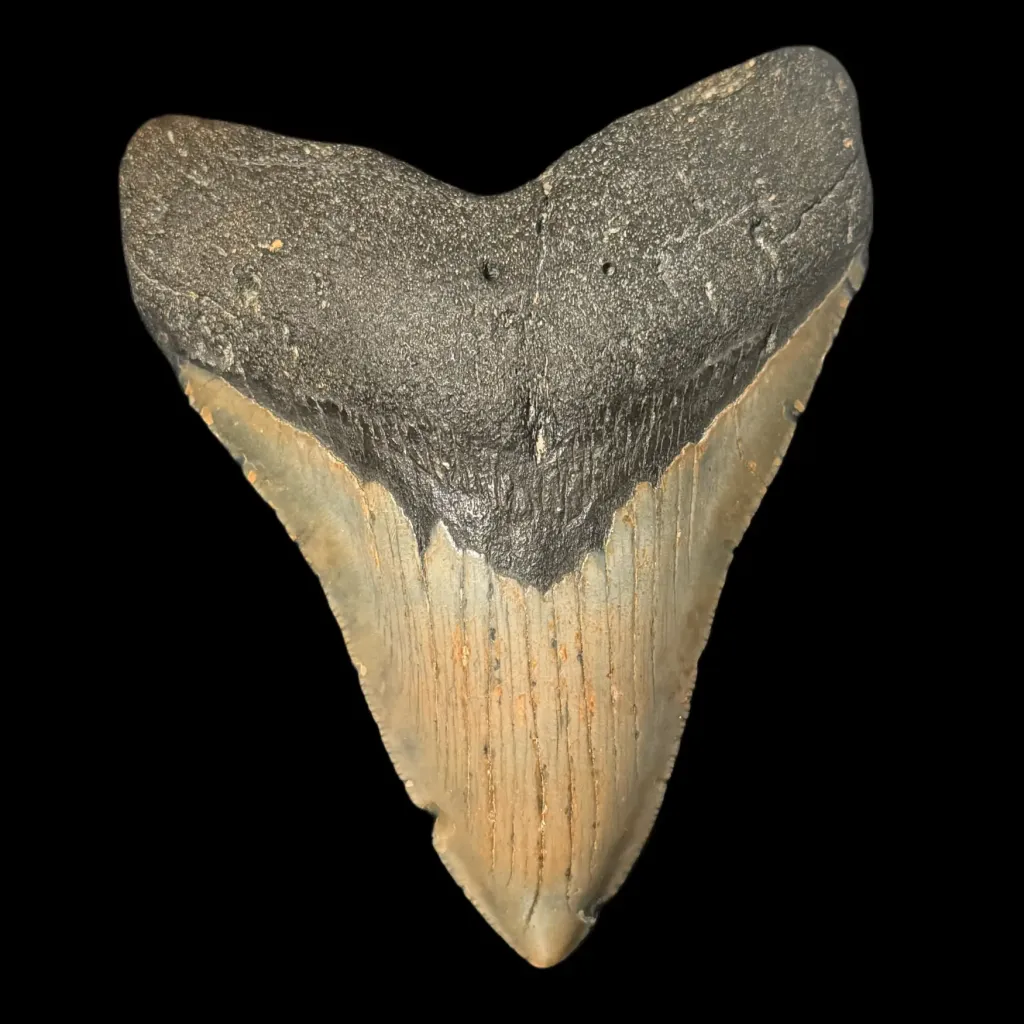 Megalodon Tooth, 151 gr, Polishing, h 11 cm, circa 13 mln years old - preview photo 1123