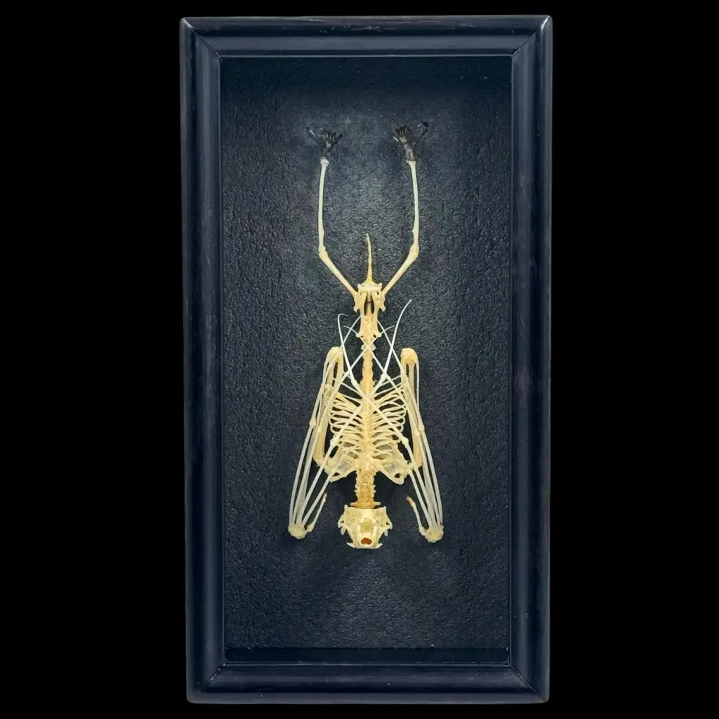 Skeleton of a Bat in a Wooden Frame – Delicate Tribute to Nocturnal Majesty - preview photo 1123