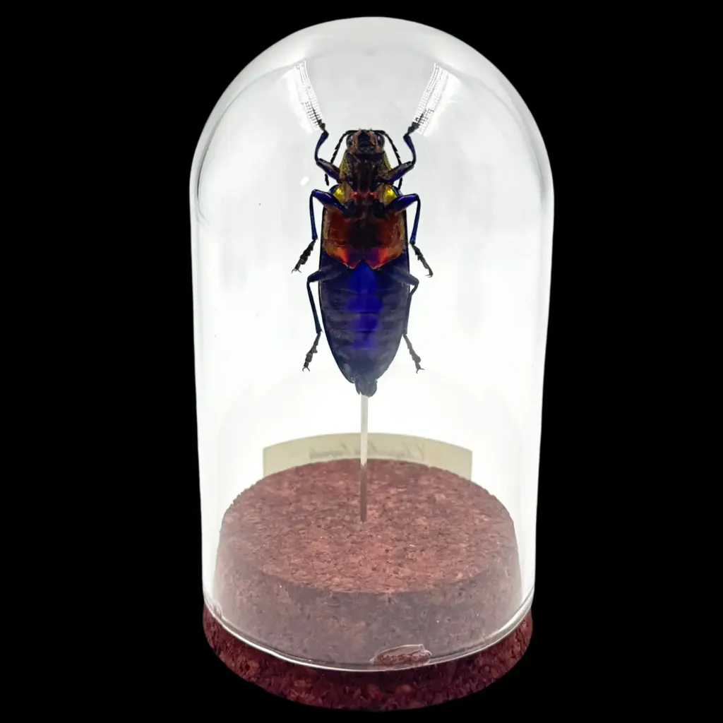 Golden Splendor: Chrysochroa buqueti, Thailand - preview photo 2123