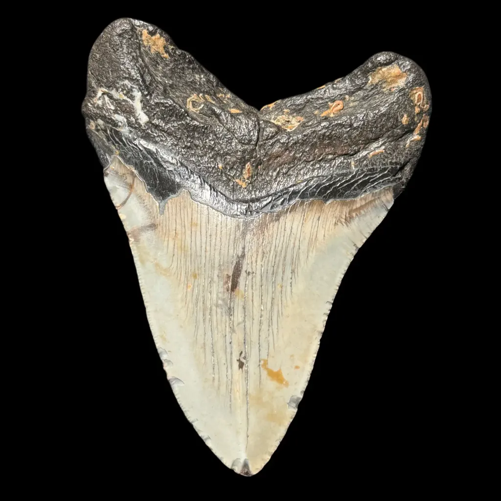 Fossilized Megalodon Tooth – 13 Million Years Old, Polished, 200g - preview photo 2123