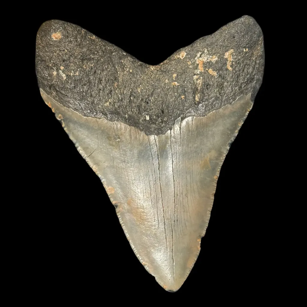 Megalodon Tooth, 151 gr, Polishing, h 11 cm, circa 13 mln years old - preview photo 2123