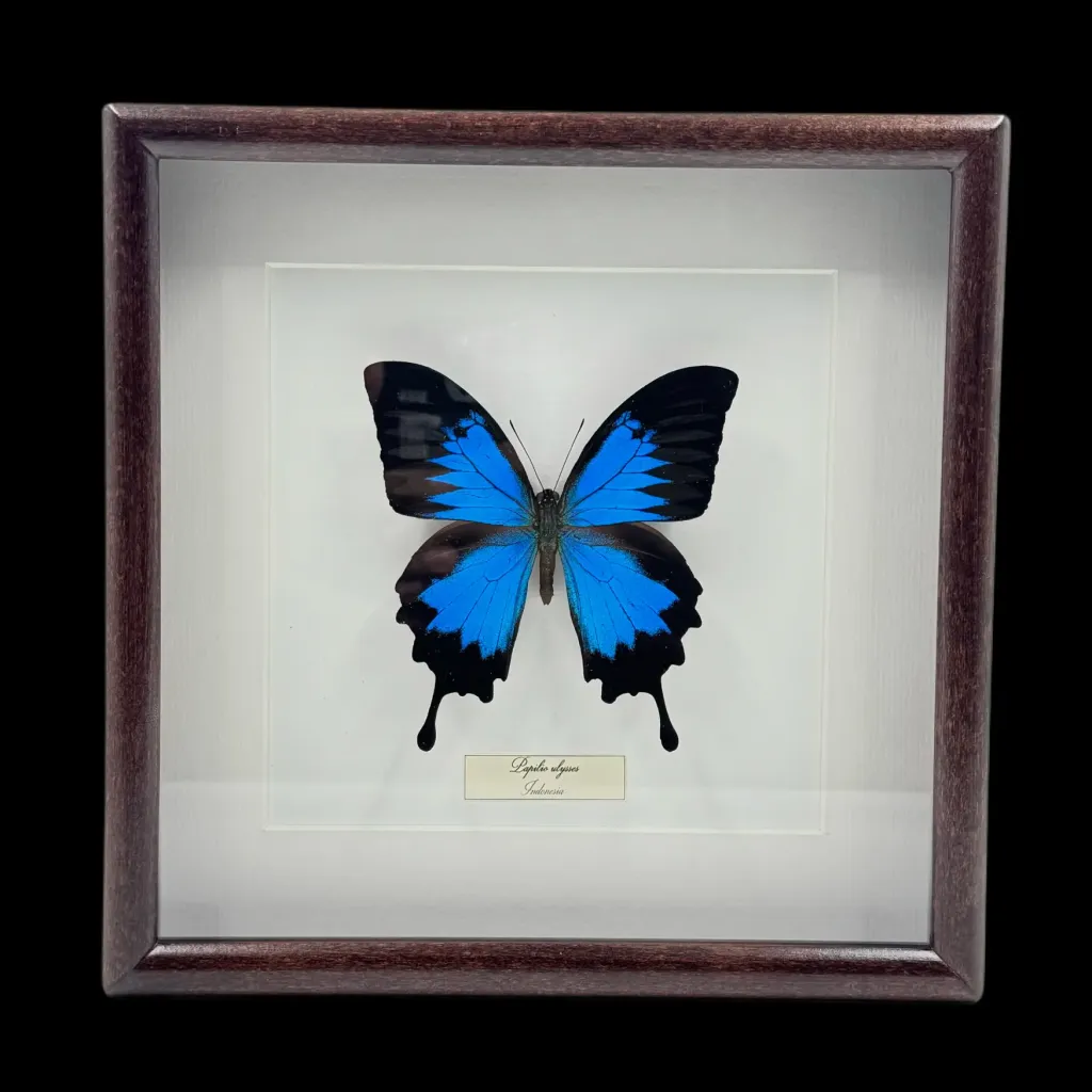 蔚藍威嚴：印尼迷人的 Papilio ulysses