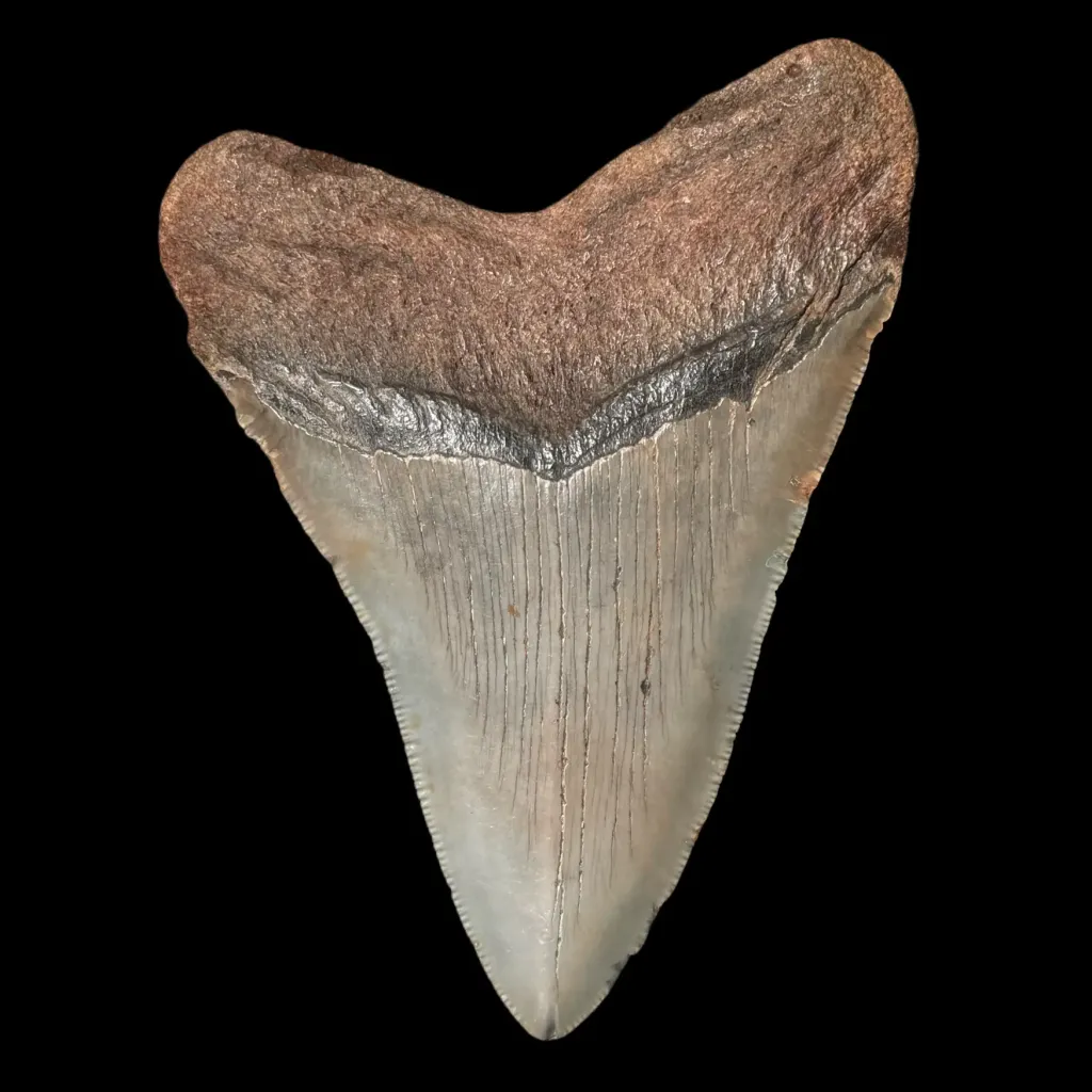 Megalodon Tooth, 149 gr, Polishing, h 11 cm, circa 13 mln years old - preview photo 2123