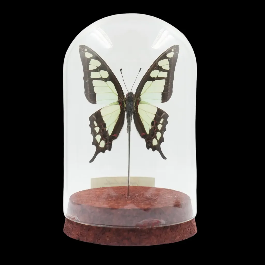 Graphium cloanthus – The Gliding Emerald of Vietnam - preview photo 2123