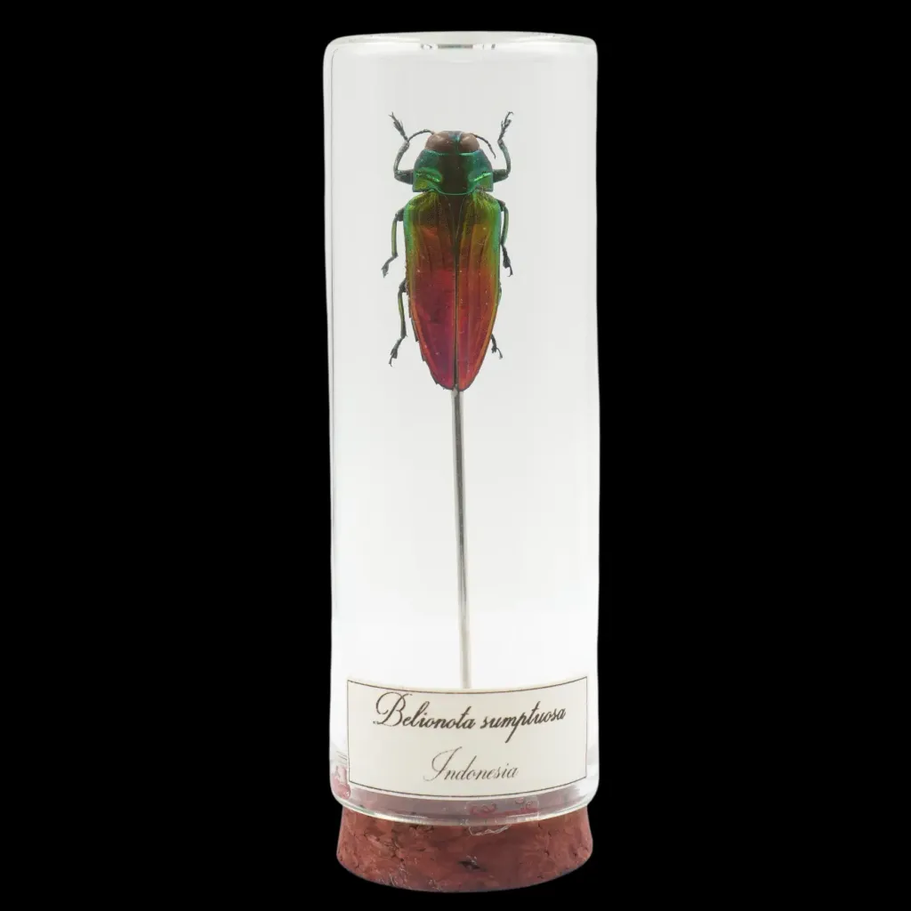 Belionata sumptuosa – The Tropical Gem of Indonesia - preview photo 1123