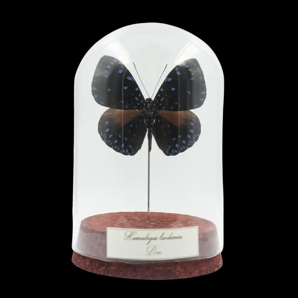 Hamadryas laodamia – The Cracker Butterfly of Peru - preview photo 1123