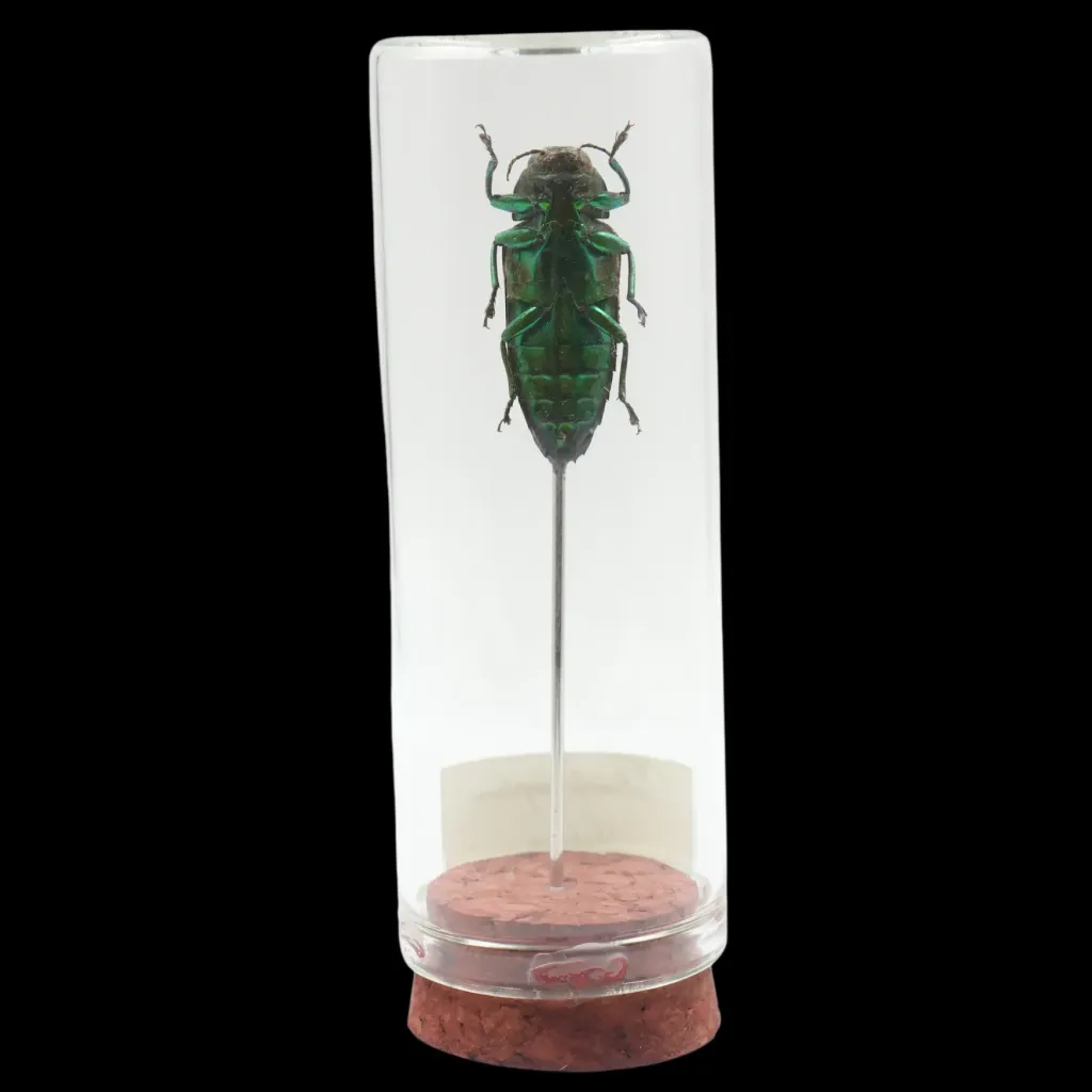 Belionata sumptuosa – The Tropical Gem of Indonesia - preview photo 2123