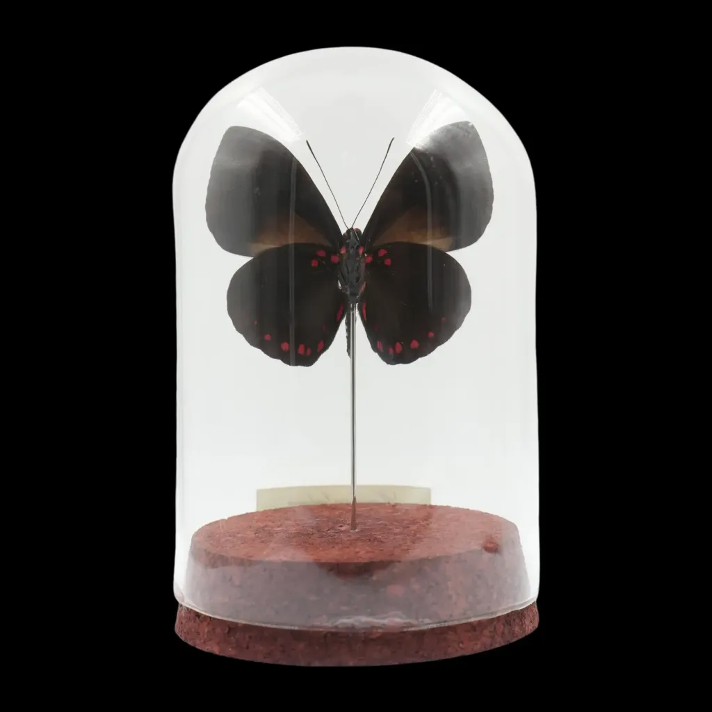 Hamadryas laodamia – The Cracker Butterfly of Peru - preview photo 2123