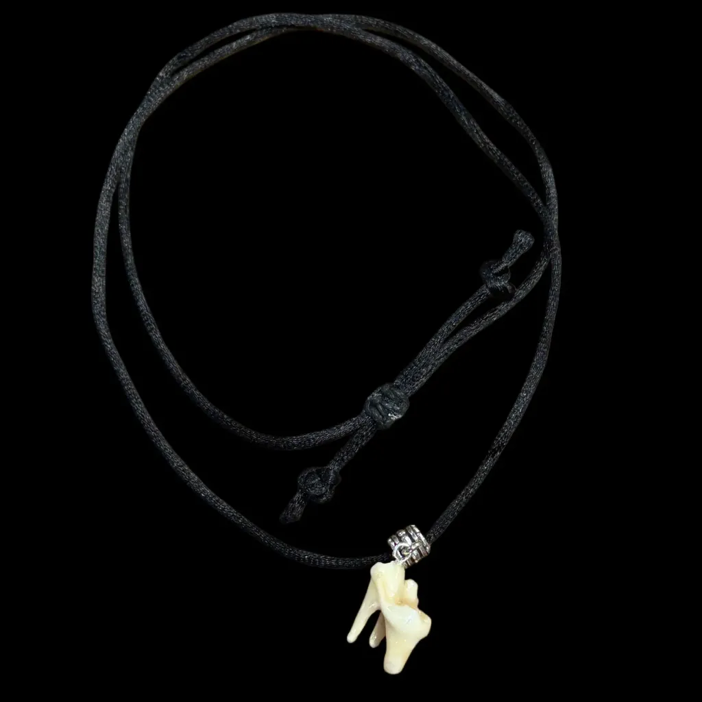 Authentic Wolf Molar Tooth Pendant on a Textile Cord – Origin:Grey Wolf - preview photo 2123