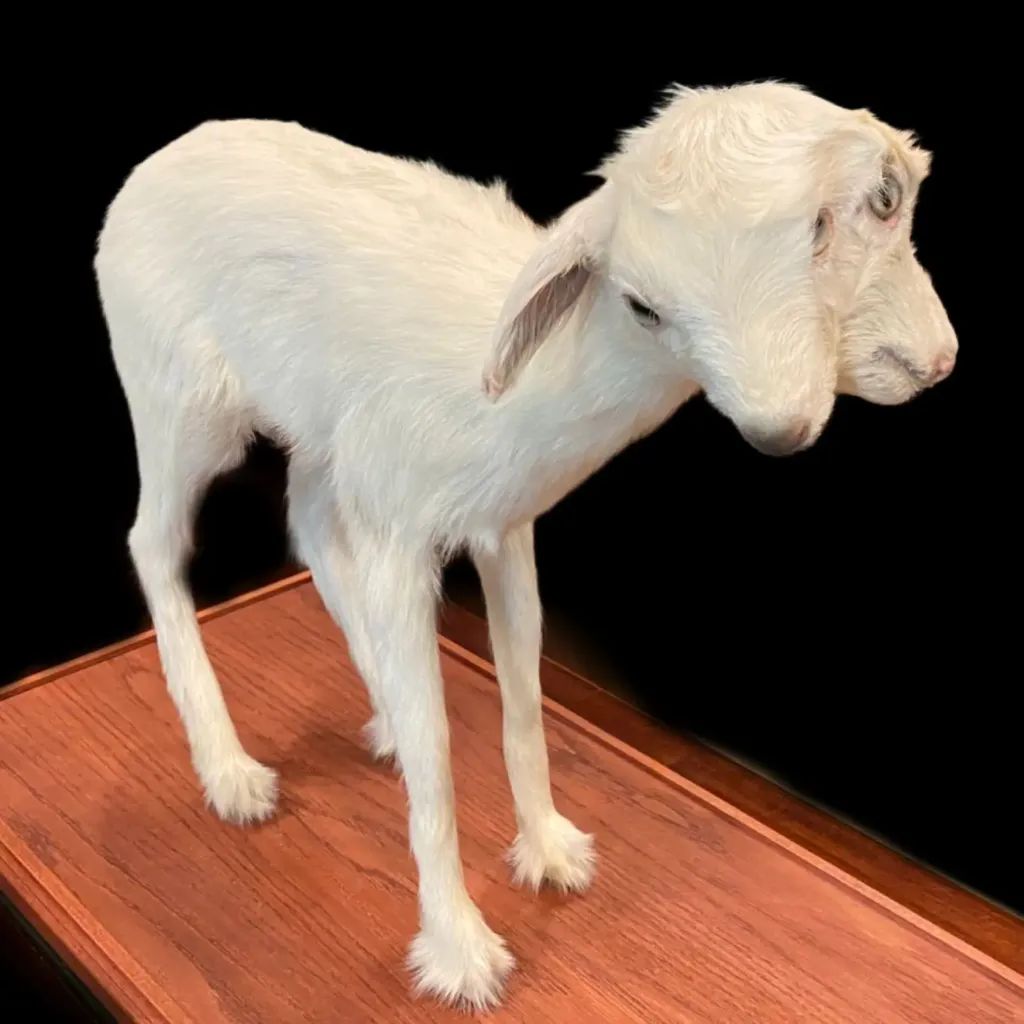 Mythical Mirrors: Rare Two-Headed Yeanling Preserved - preview photo 5123