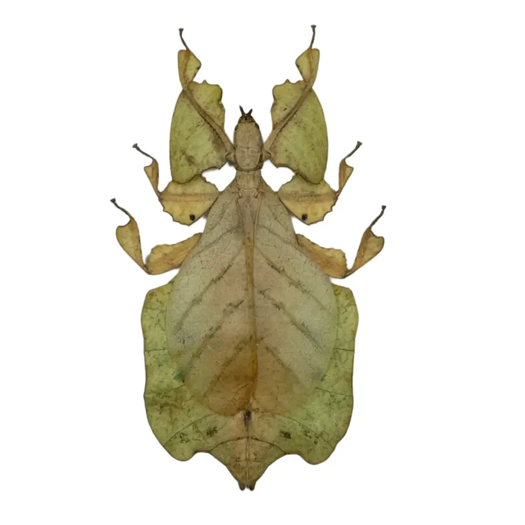 Phyllium pulchrifolium – Nature’s Living Leaf from Indonesia - preview photo 4123