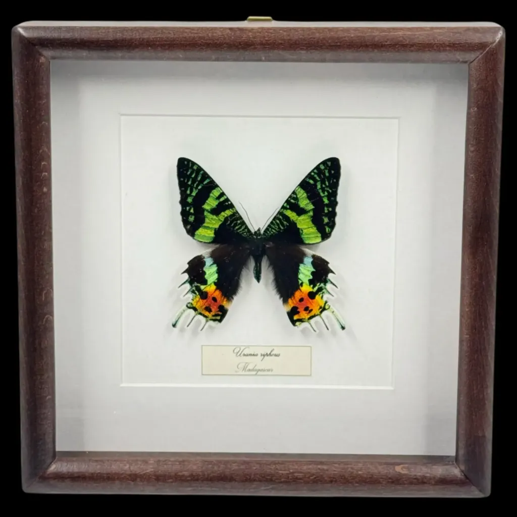 Urania ripheus——馬達加斯加閃耀虹彩的珍寶