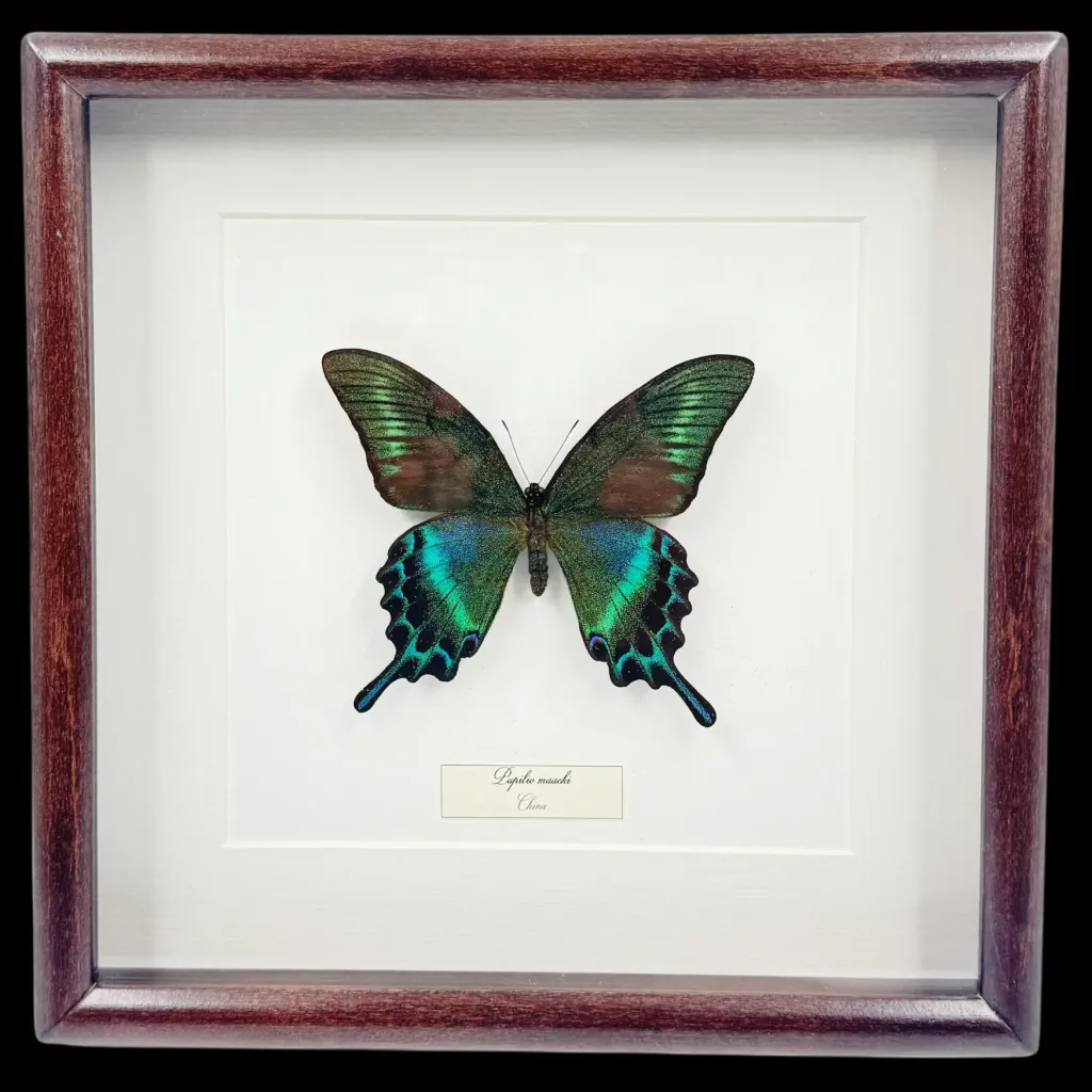 Butterfly Papilio maackii in Wooden Frame – Symphony of Nature’s Elegance - preview photo 1123