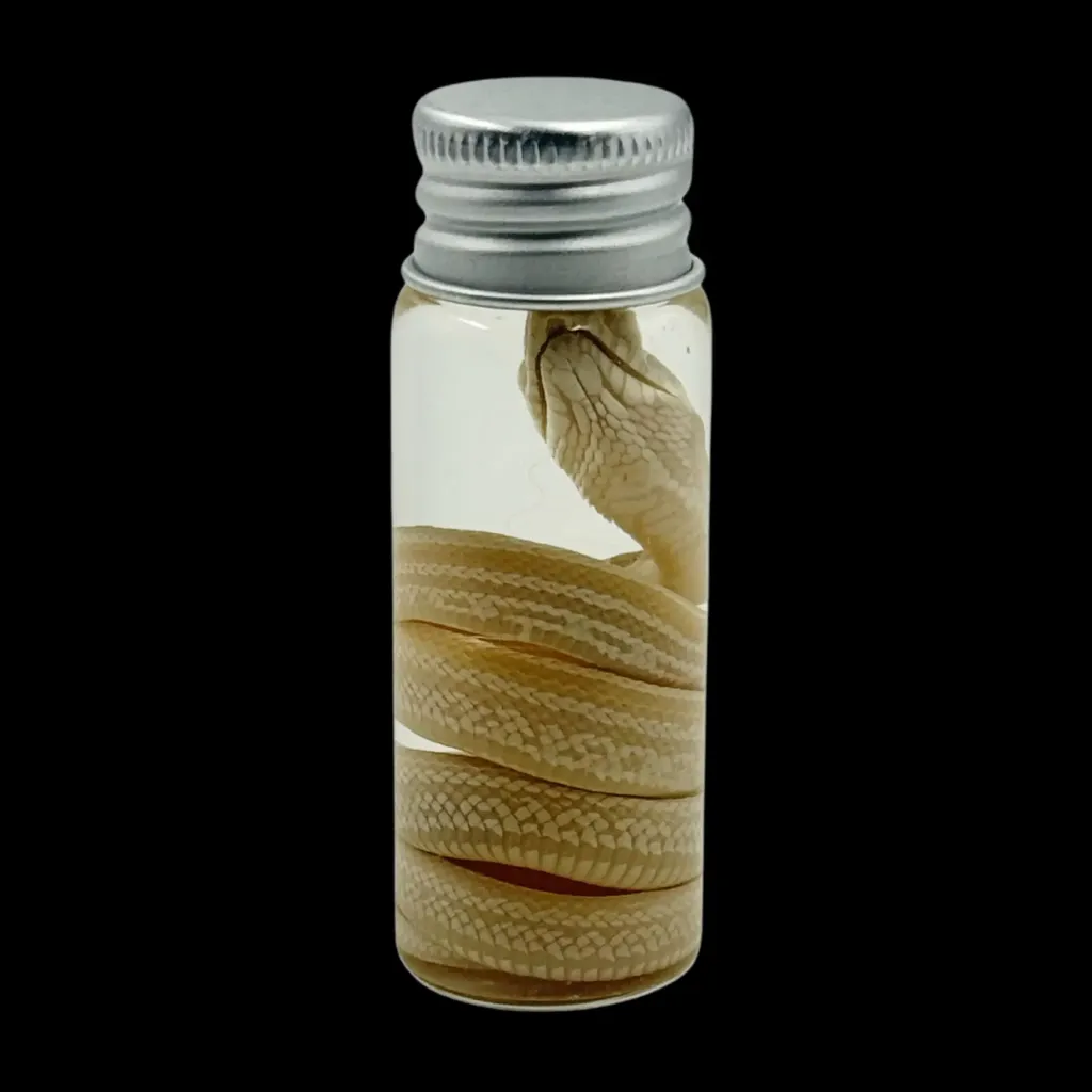 Coiled Silence - Preserved Snake in Glass Vial - preview photo 2123