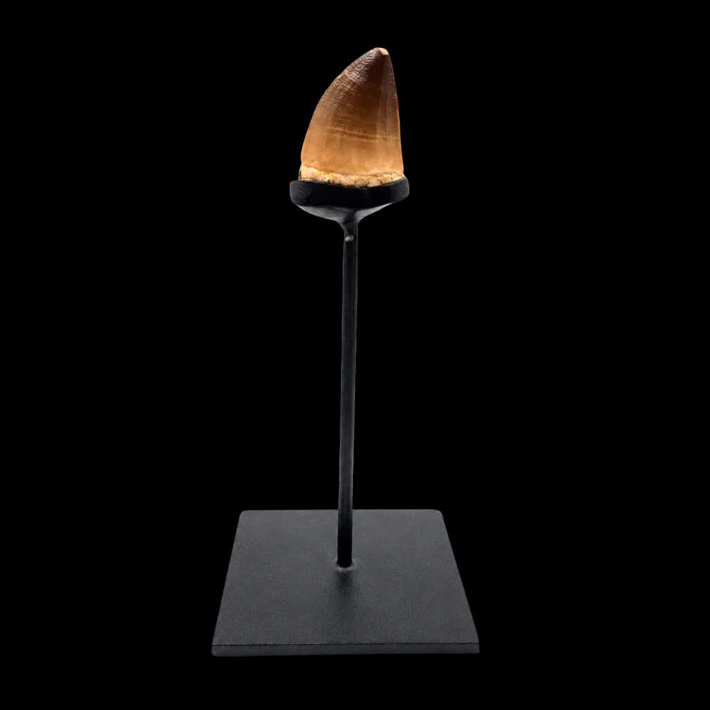 Mosasaur Tooth – Relic of a Cretaceous Sea Predator