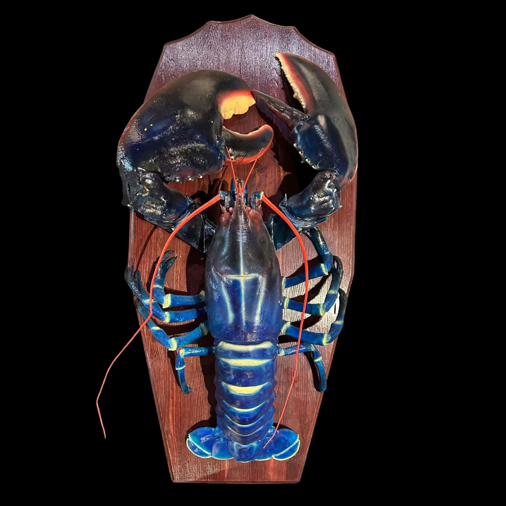 2 Photo (28) American Lobster - Homarus americanus123