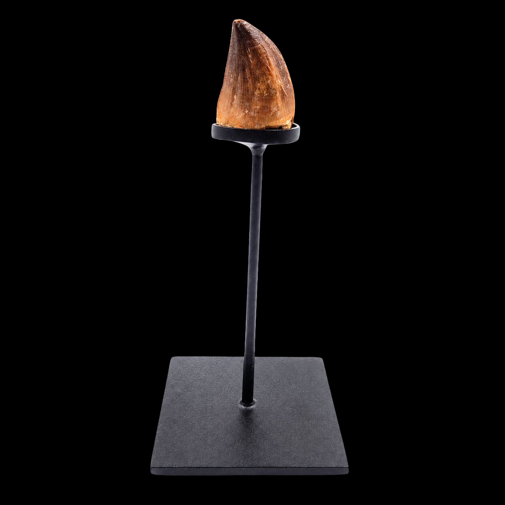 Mosasaur Tooth – Relic of a Cretaceous Sea Predator - preview photo 2123