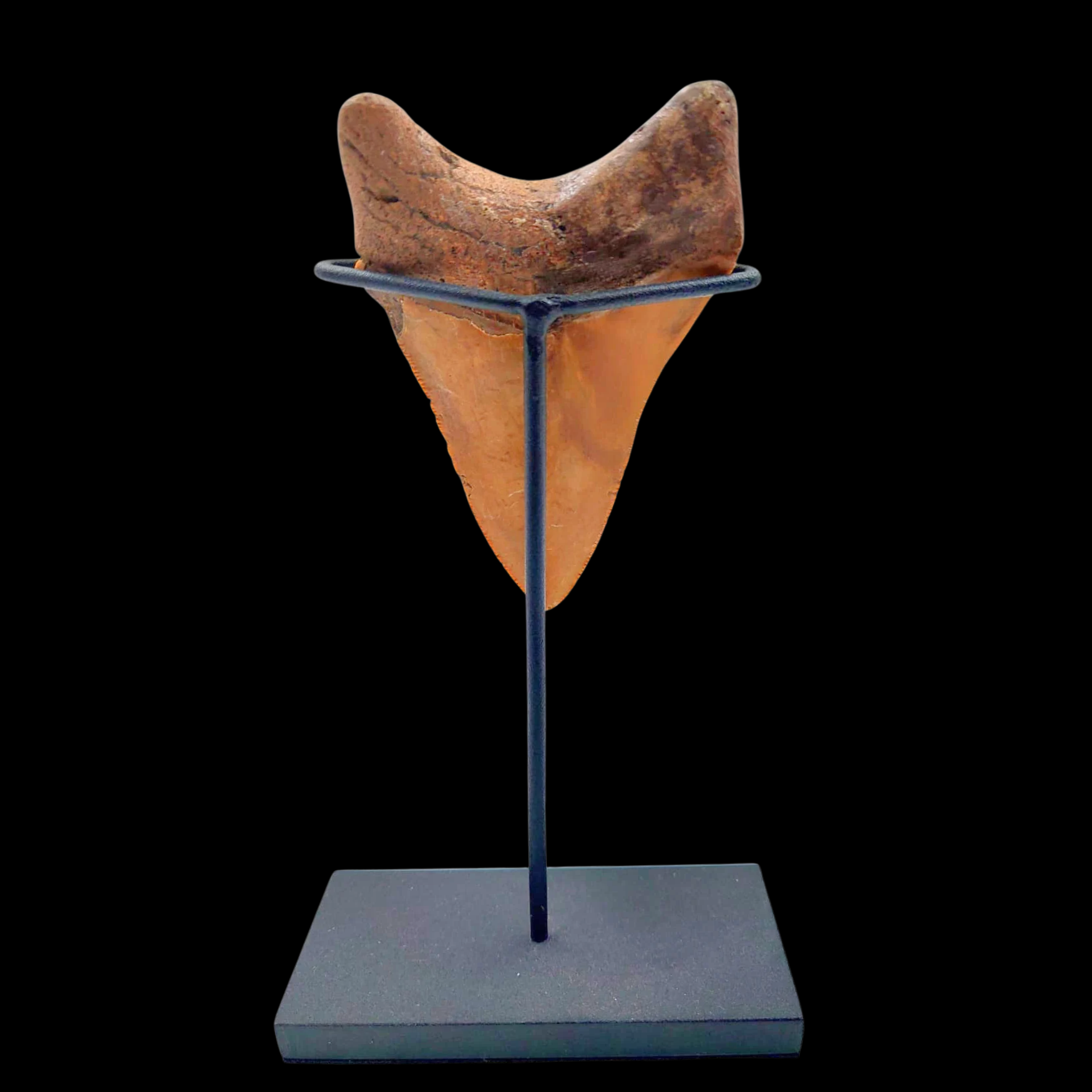 Megalodon Tooth, 59 g, h 9 cm, circa 13 mln years old - preview photo 2123