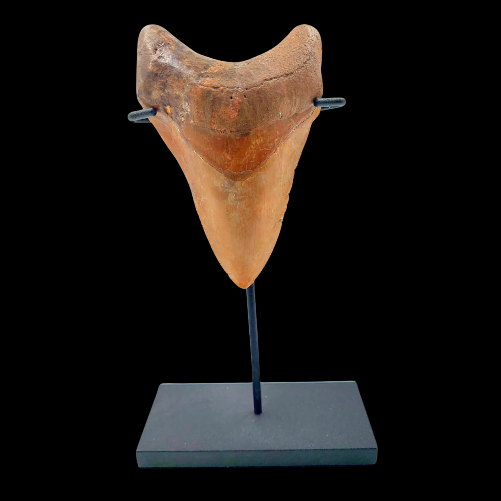 Megalodon Tooth, 59 g, h 9 cm, circa 13 mln years old - preview photo 1123