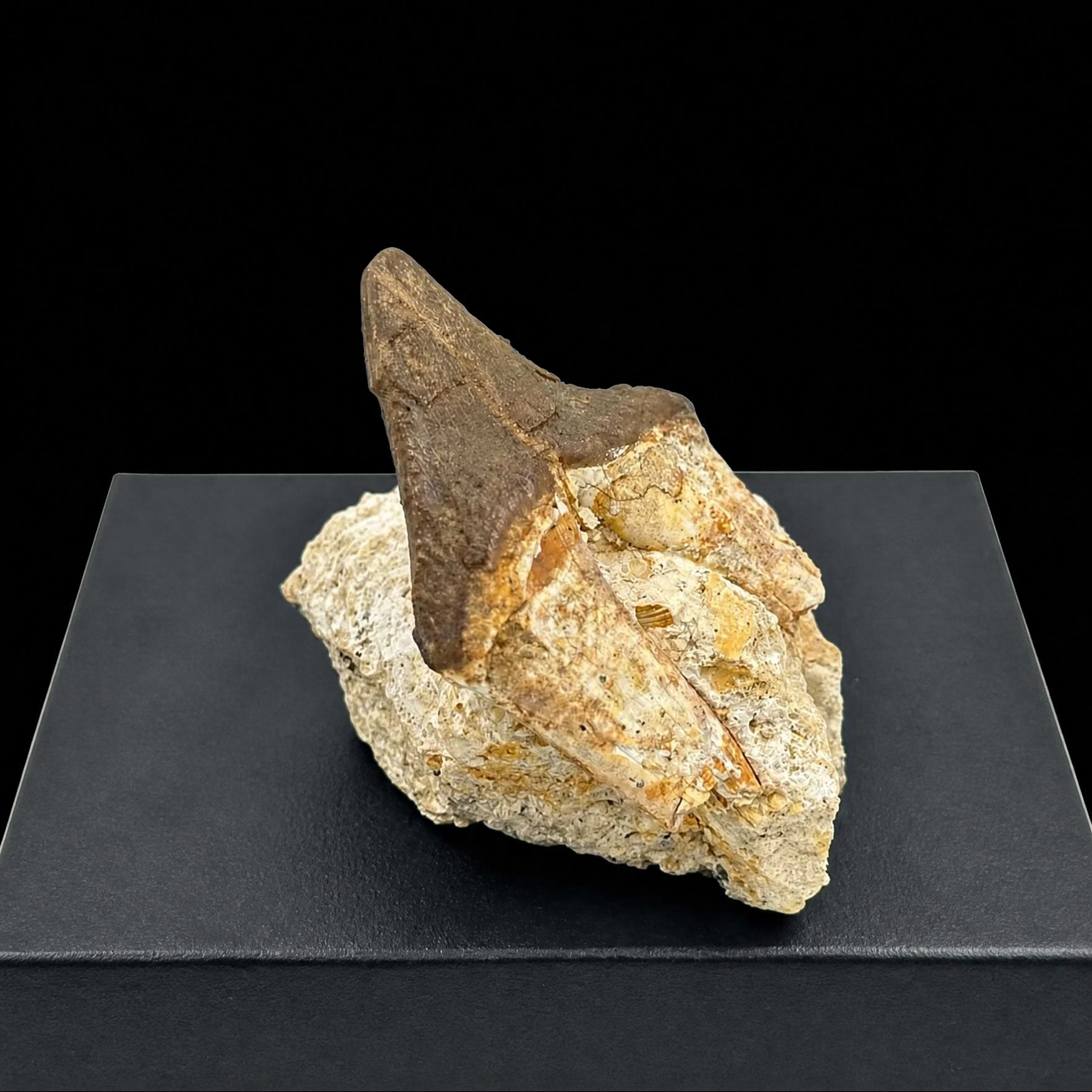 Pappocetus lugardi Jaw with Tooth - Early Walking Whale