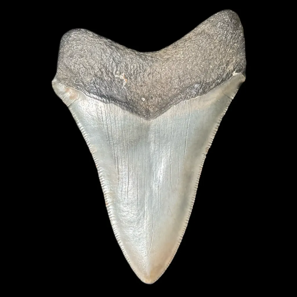 Megalodon Tooth, 96 gr, Polishing, h 9.5 cm, circa 13 mln years old - preview photo 2123