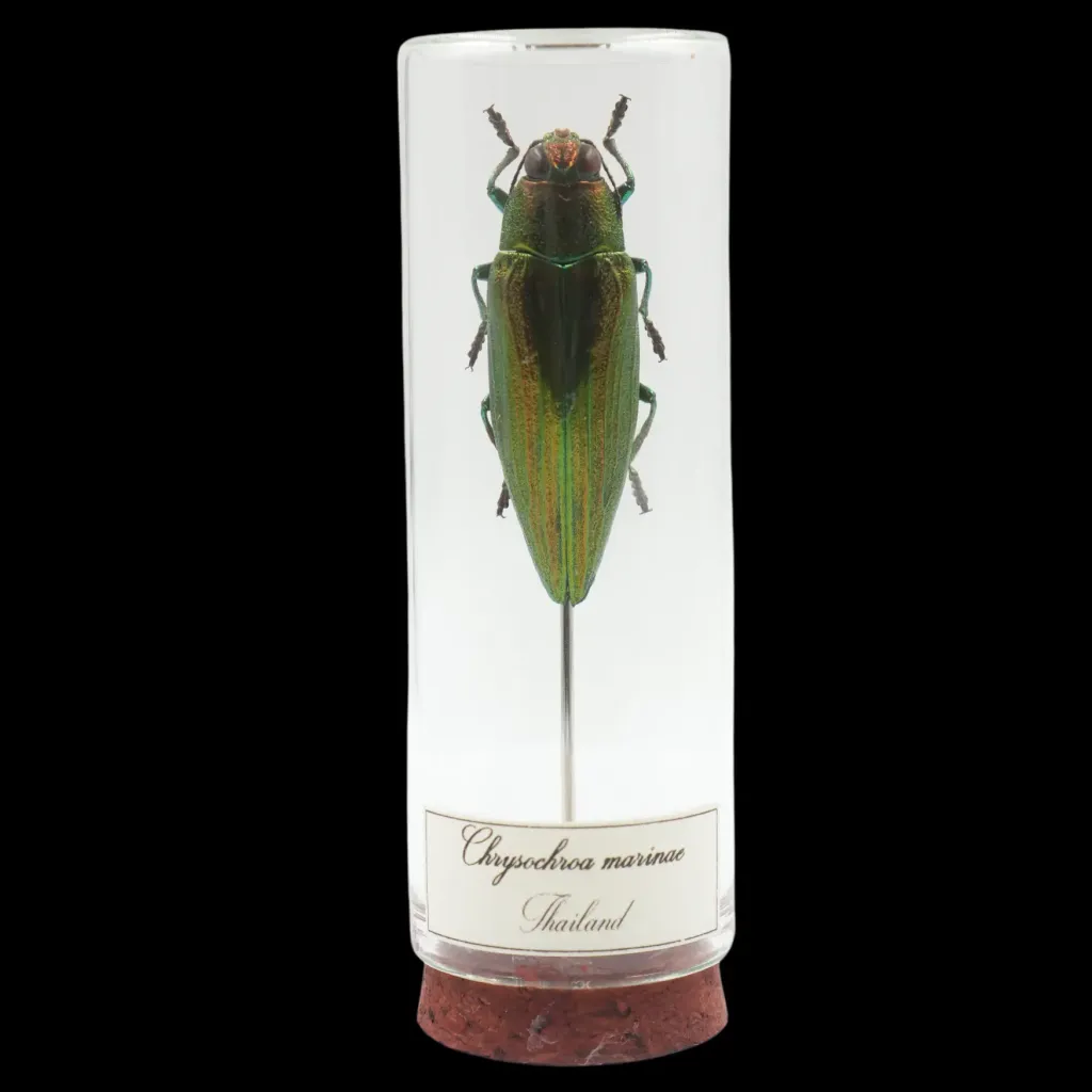 Chrysochroa marinae – The Sapphire Beetle of Thailand