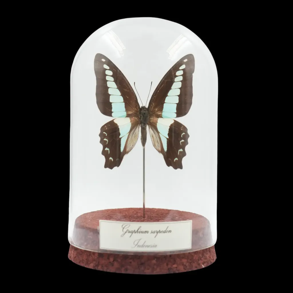 Graphium sarpedon——印尼的 Blue Jay - 預覽圖片 1123