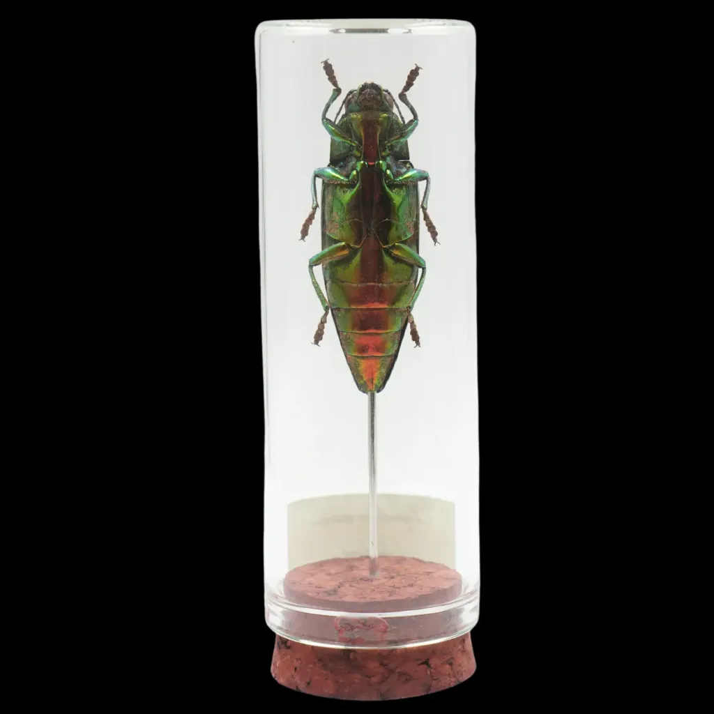 Chrysochroa marinae——泰國的藍寶石甲蟲 - 預覽圖片 2123