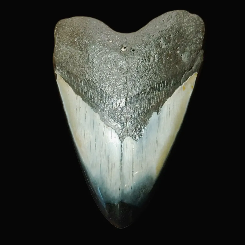 Megalodon Tooth, 176 gr, Polishing, h 11.2 cm, circa 13 mln years old
