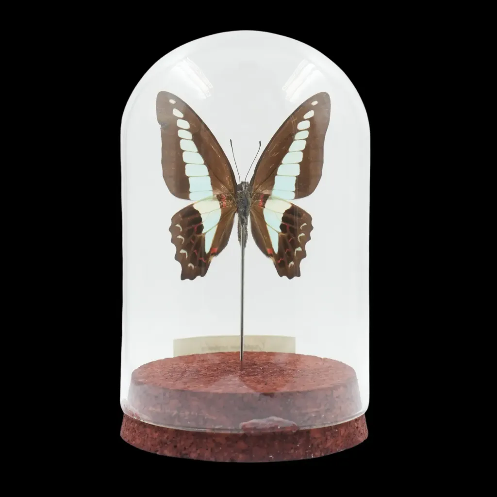 Graphium sarpedon——印尼的 Blue Jay - 預覽圖片 2123