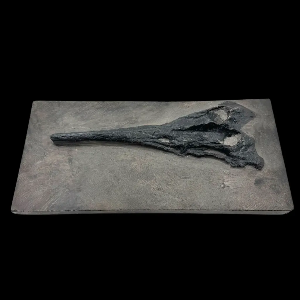 Mixosaurus 吻部化石——古代海洋的見證