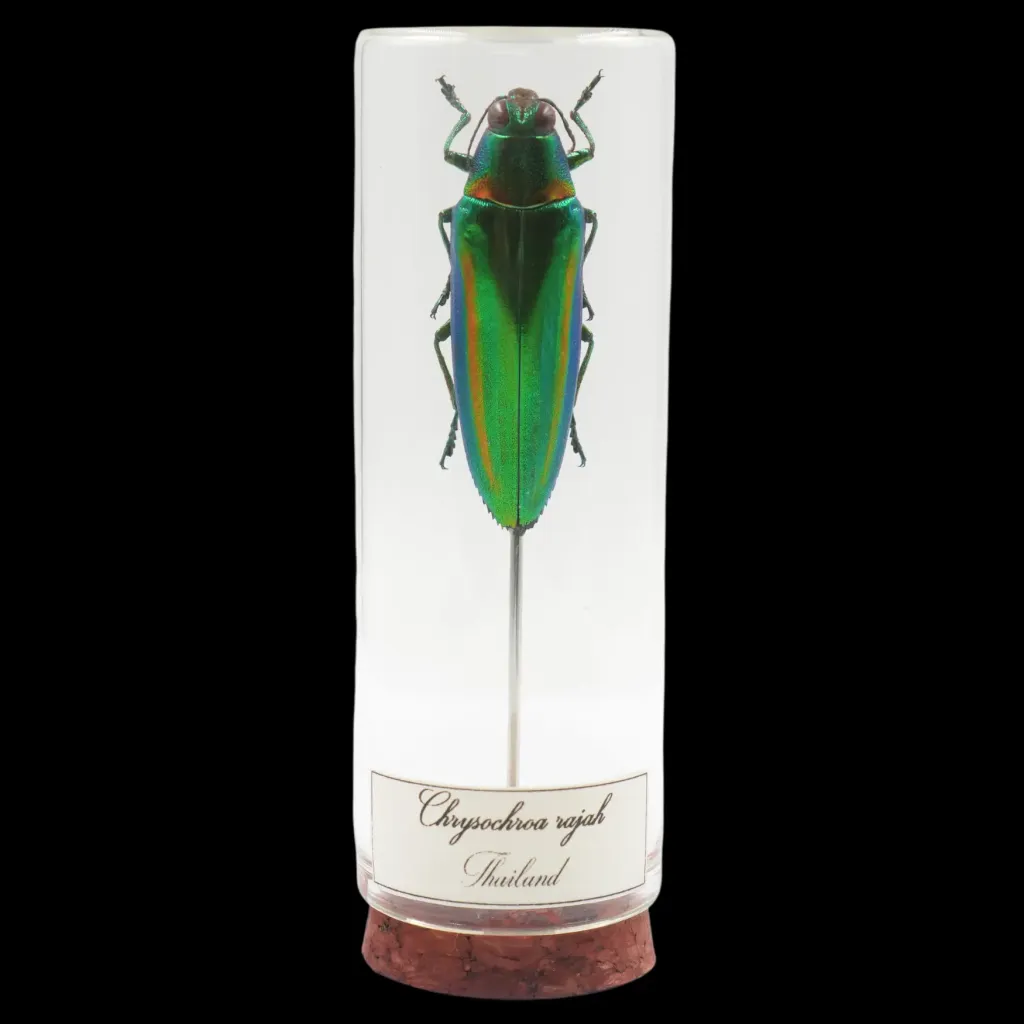 Chrysochroa rajah – The Majestic Green Jewel of Thailand