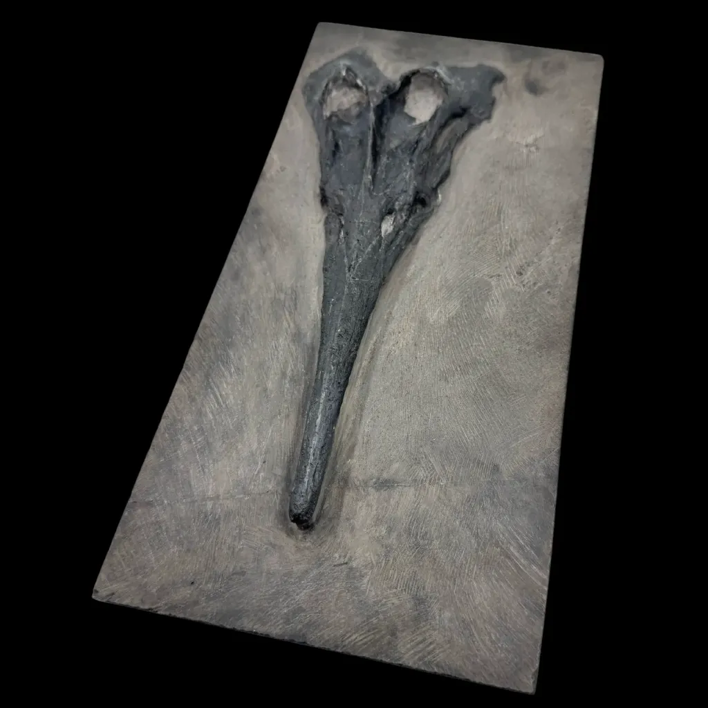 Mixosaurus 吻部化石——古代海洋的見證 - 預覽圖片 2123