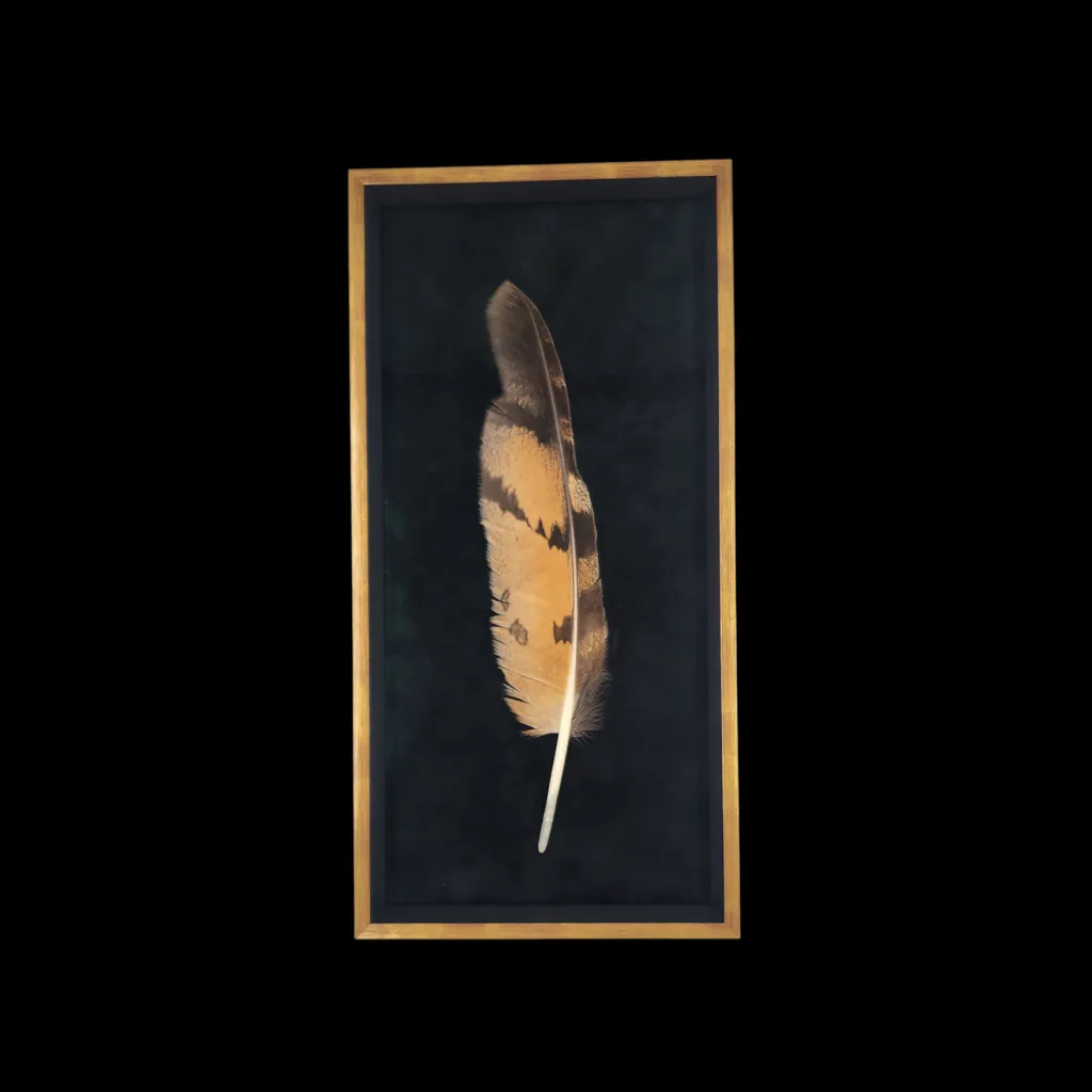 Bubo bubo Eagle Owl Feather - preview photo 1123