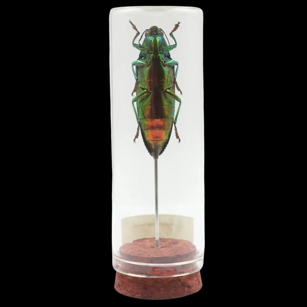 Chrysochroa rajah – The Majestic Green Jewel of Thailand - preview photo 2123