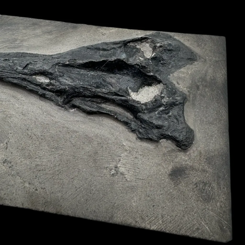 Mixosaurus 吻部化石——古代海洋的見證 - 預覽圖片 4123