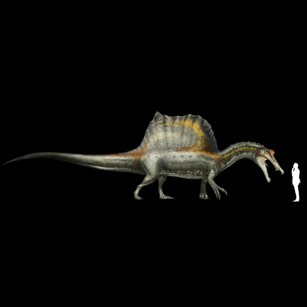 Tooth of Spinosaurus – Relic of the Great River Hunter - preview photo 4123