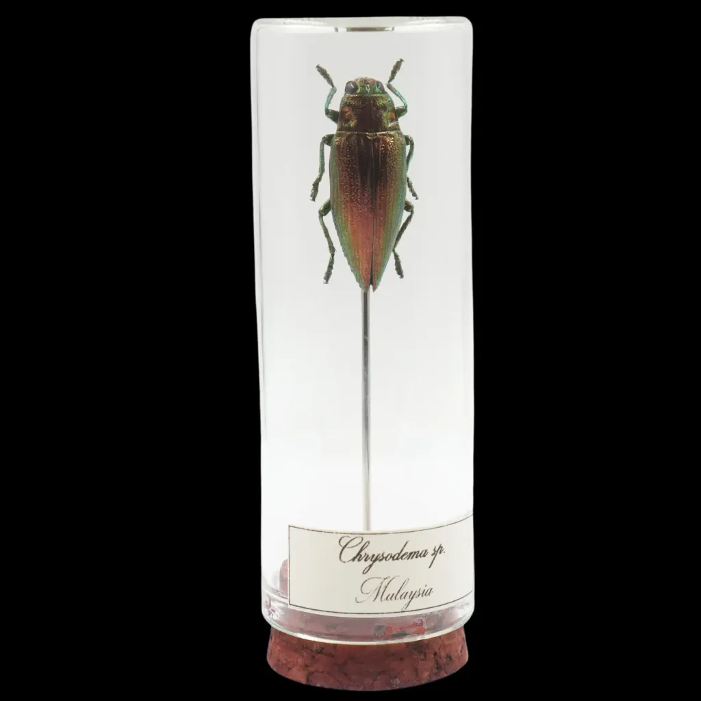 Chrysodema sp. – The Gilded Treasure of Malaysia