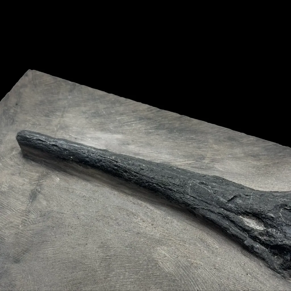 Mixosaurus 吻部化石——古代海洋的見證 - 預覽圖片 3123