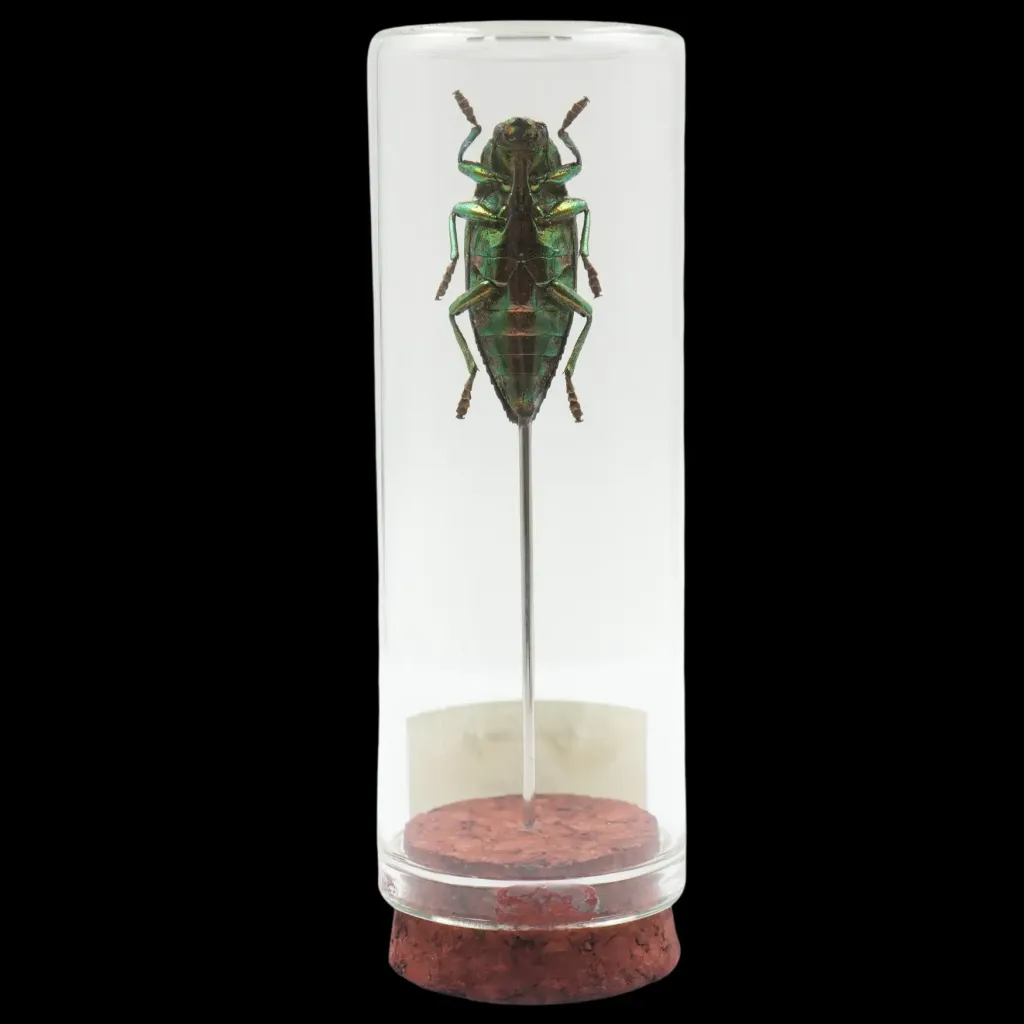 Chrysodema sp.——馬來西亞的鍍金珍寶 - 預覽圖片 2123